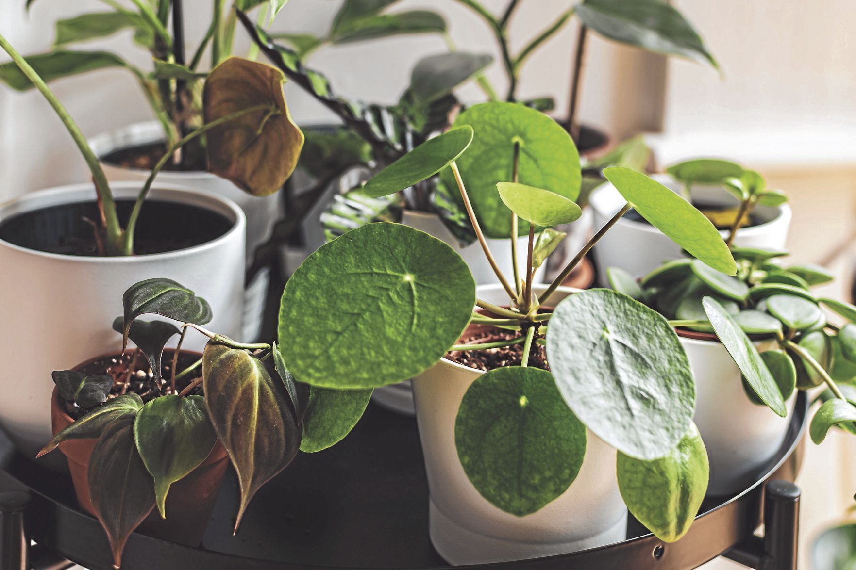 Use botanicals and greenery